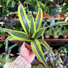 Dracaena 'Lemon Surprise'