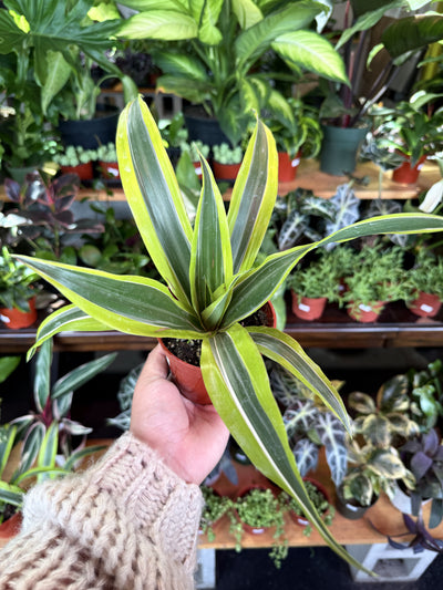 Dracaena 'Lemon Surprise'