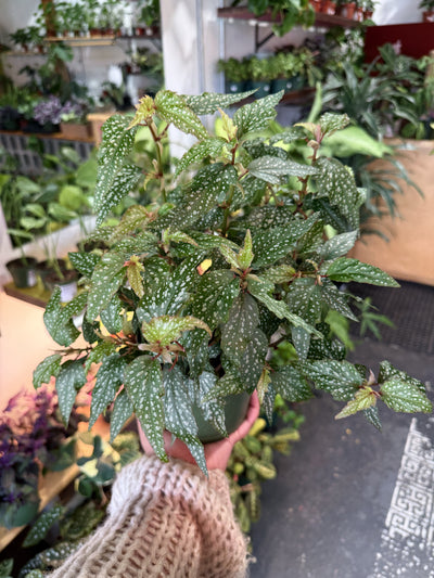 Begonia 'Angel Wing Tiny Gem'