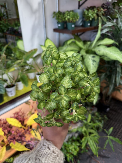 Variegated Swedish Ivy 'Scented Charlie'