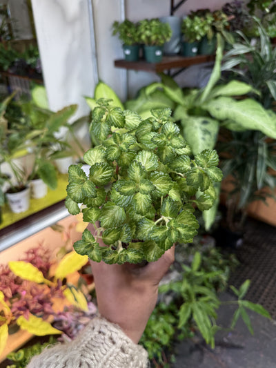 Variegated Swedish Ivy 'Scented Charlie'