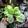 Hoya Kerrii Variegated ‘Sweetheart’