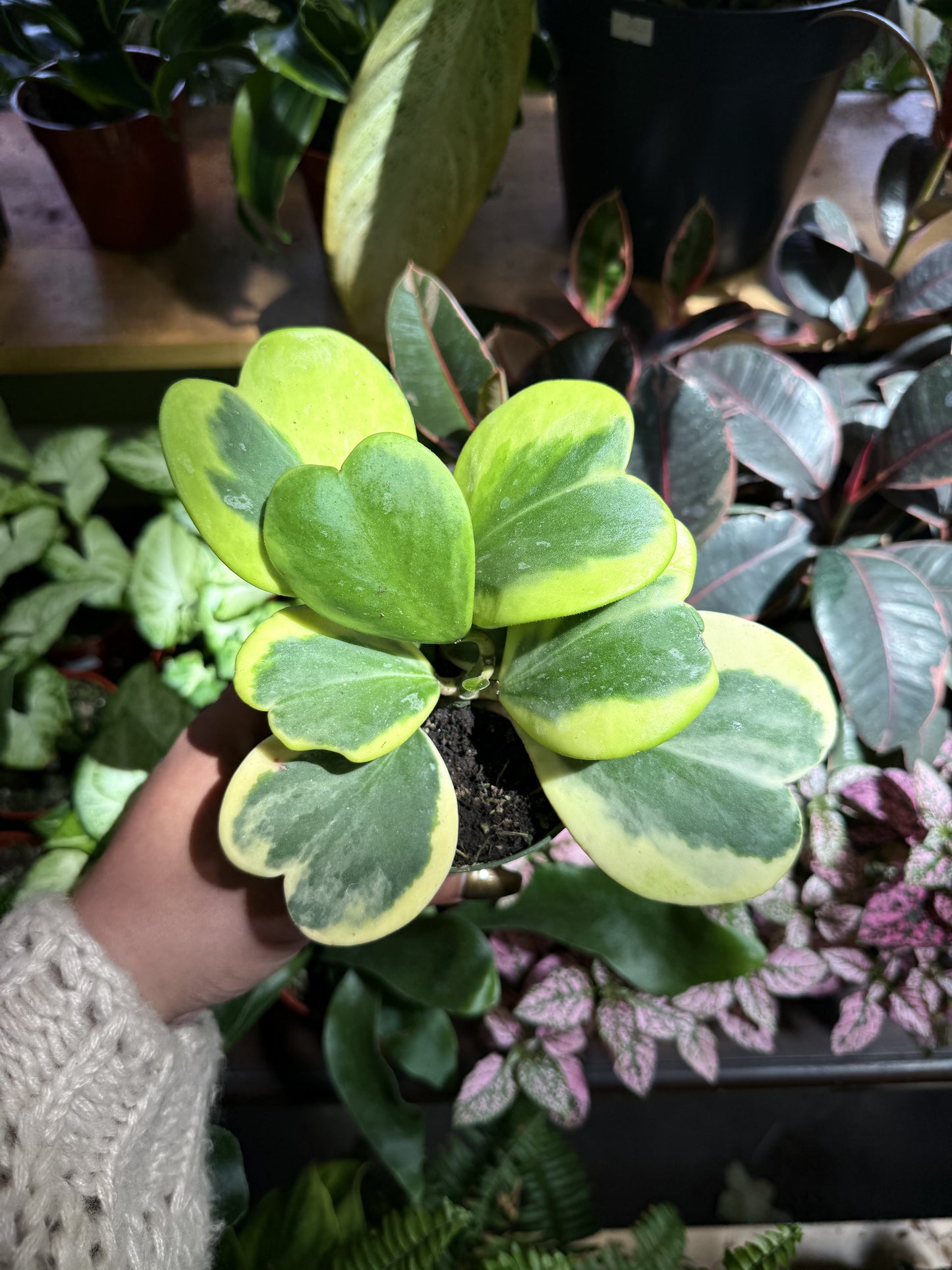 Hoya Kerrii Variegated ‘Sweetheart’