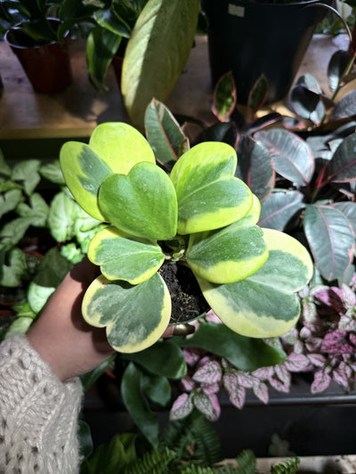 Hoya Kerrii Variegated ‘Sweetheart’