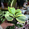 Hoya Kerrii Variegated ‘Sweetheart’