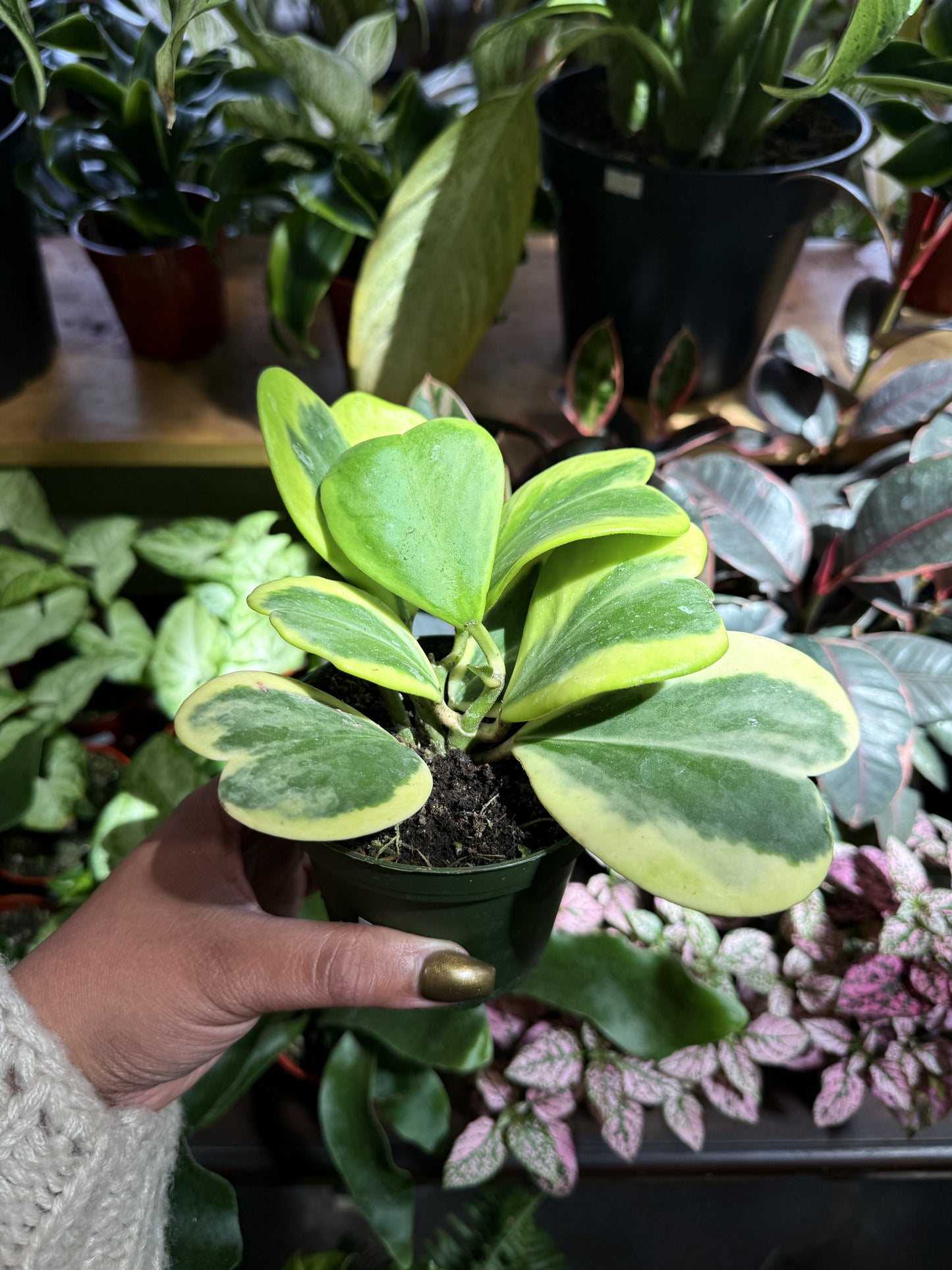 Hoya Kerrii Variegated ‘Sweetheart’