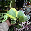 Hoya Kerrii Variegated ‘Sweetheart’