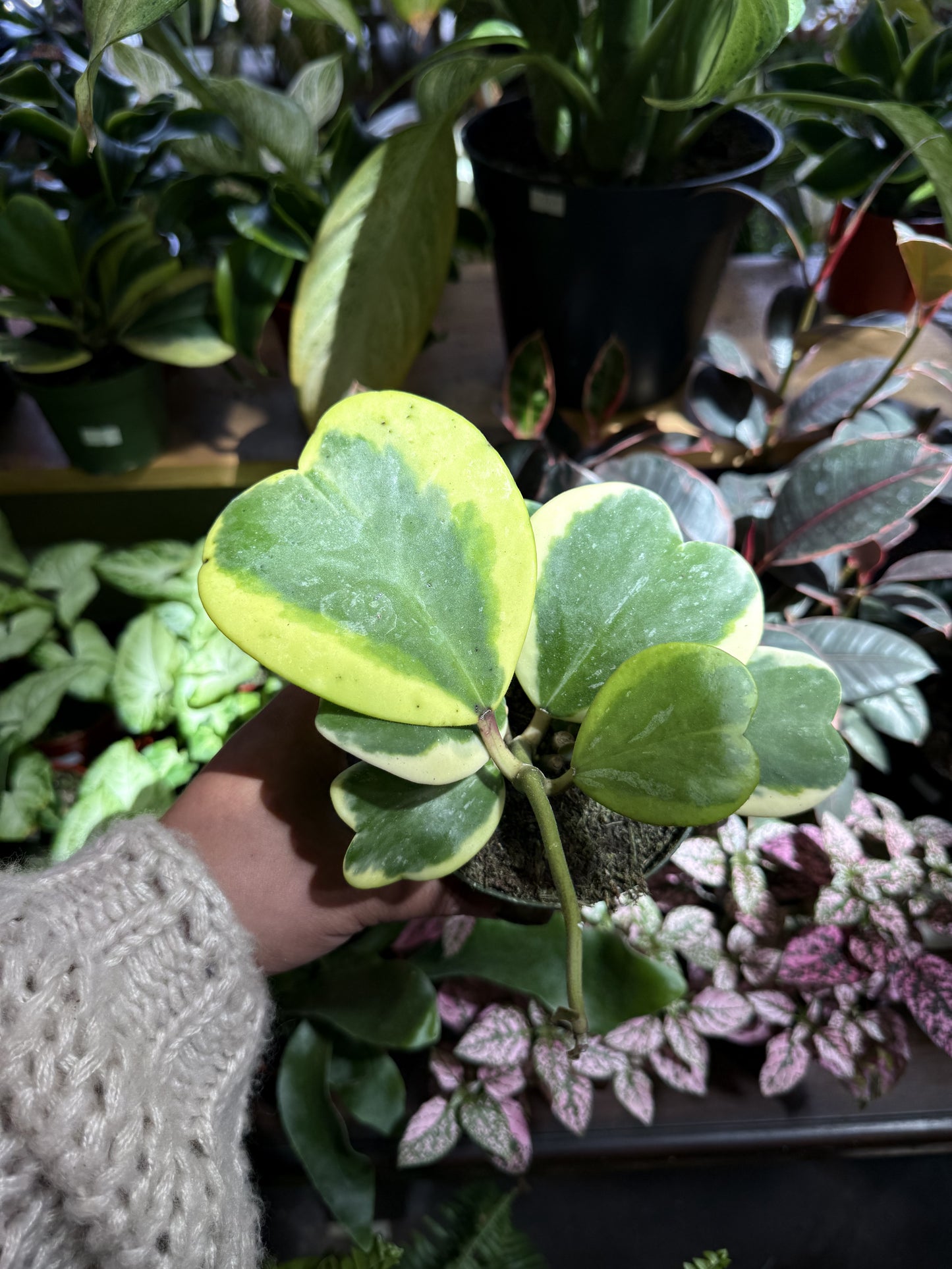 Hoya Kerrii Variegated ‘Sweetheart’