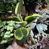 Hoya Kerrii Variegated ‘Sweetheart’