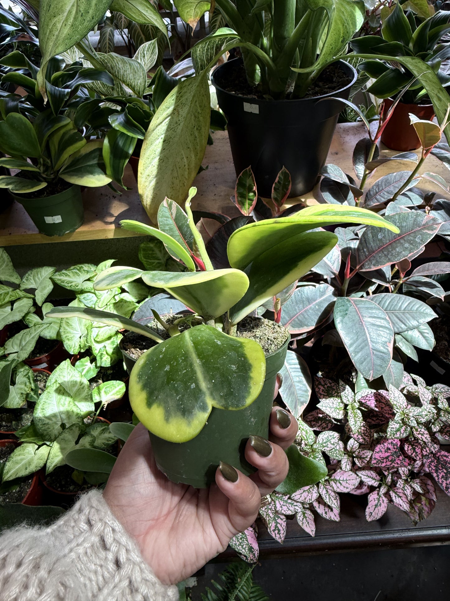 Hoya Kerrii Variegated ‘Sweetheart’