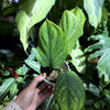 Monstera ‘Peru’