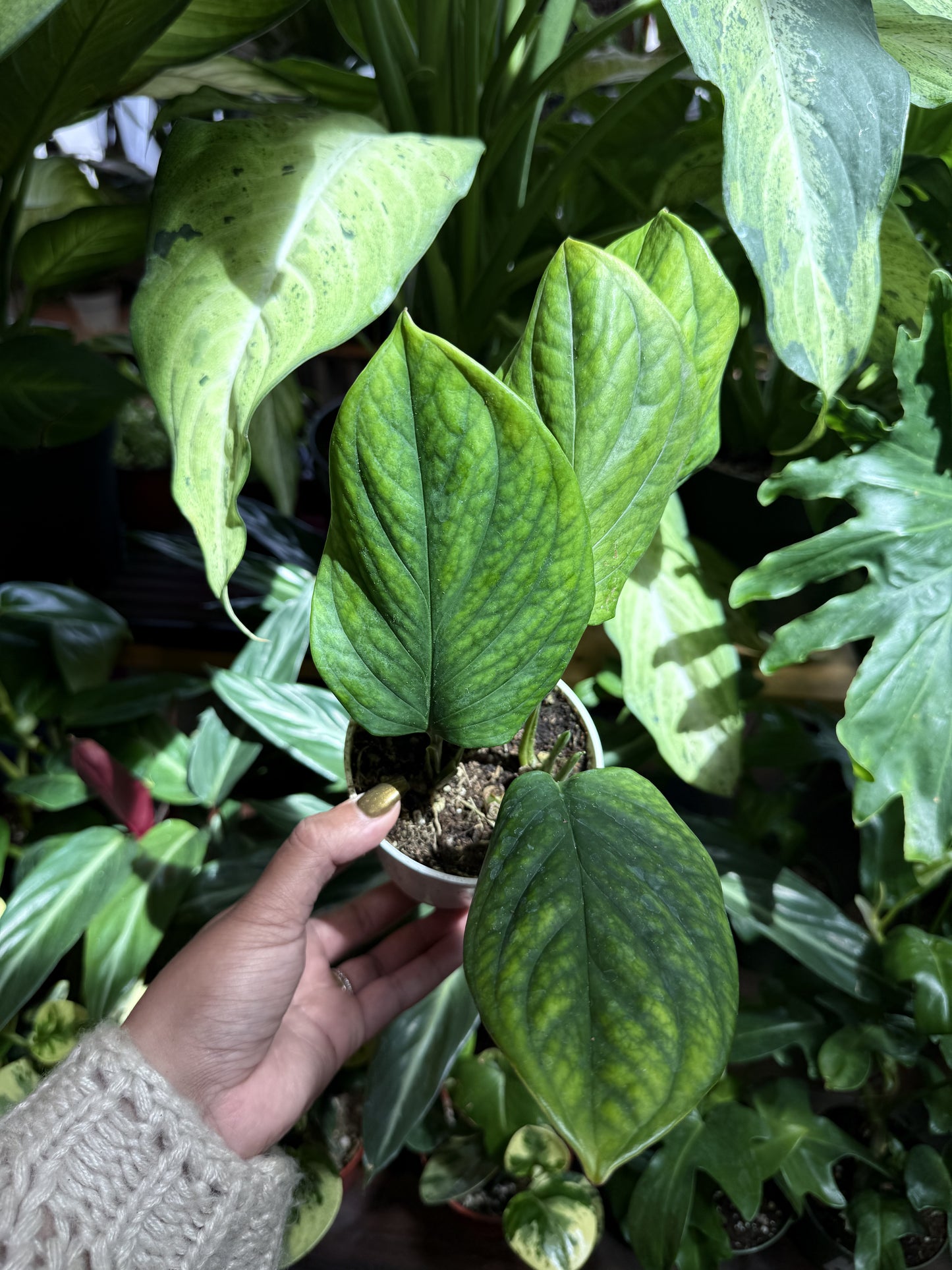 Monstera ‘Peru’