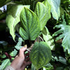 Monstera ‘Peru’