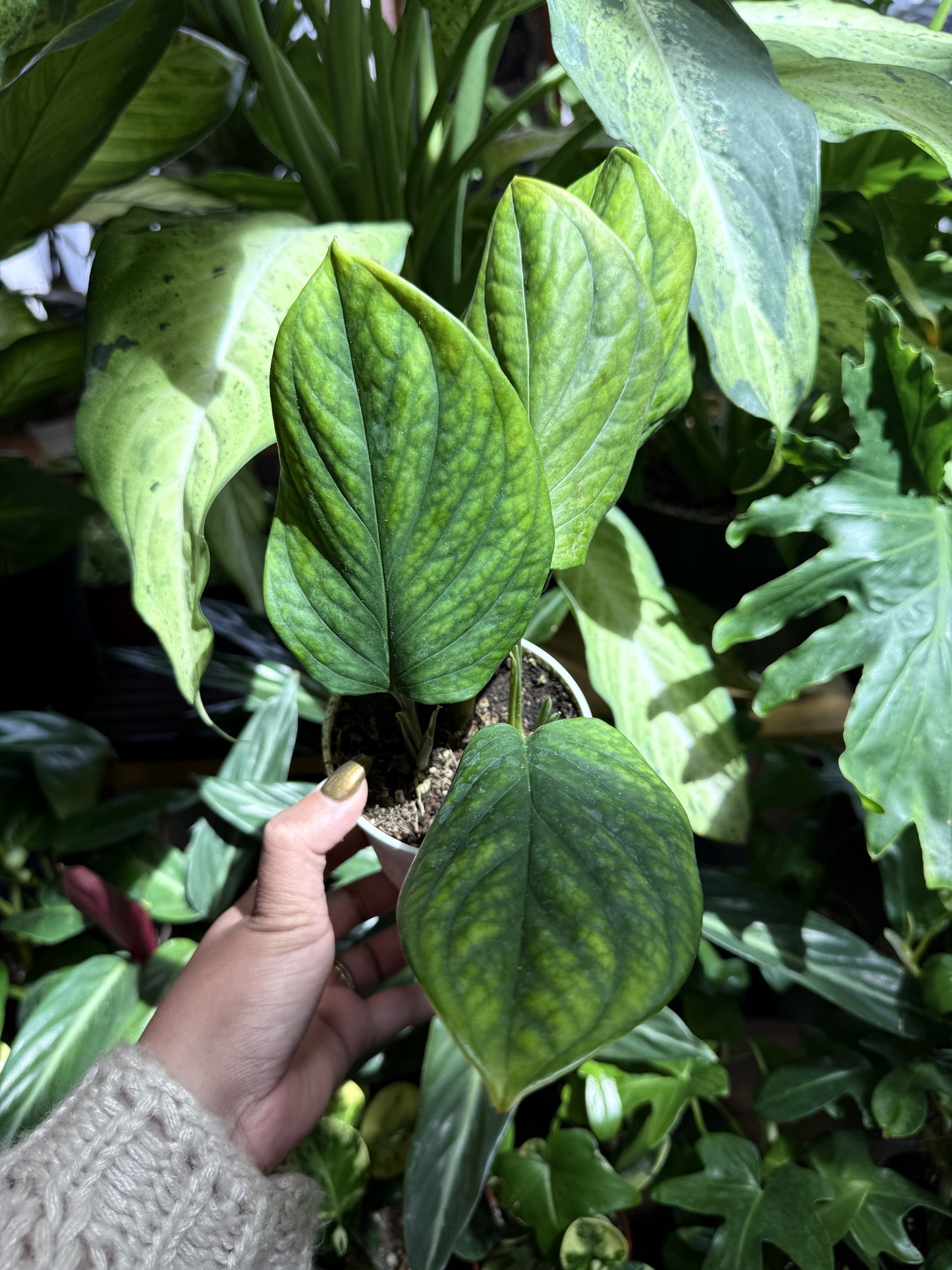 Monstera ‘Peru’