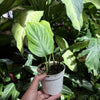 Monstera ‘Peru’