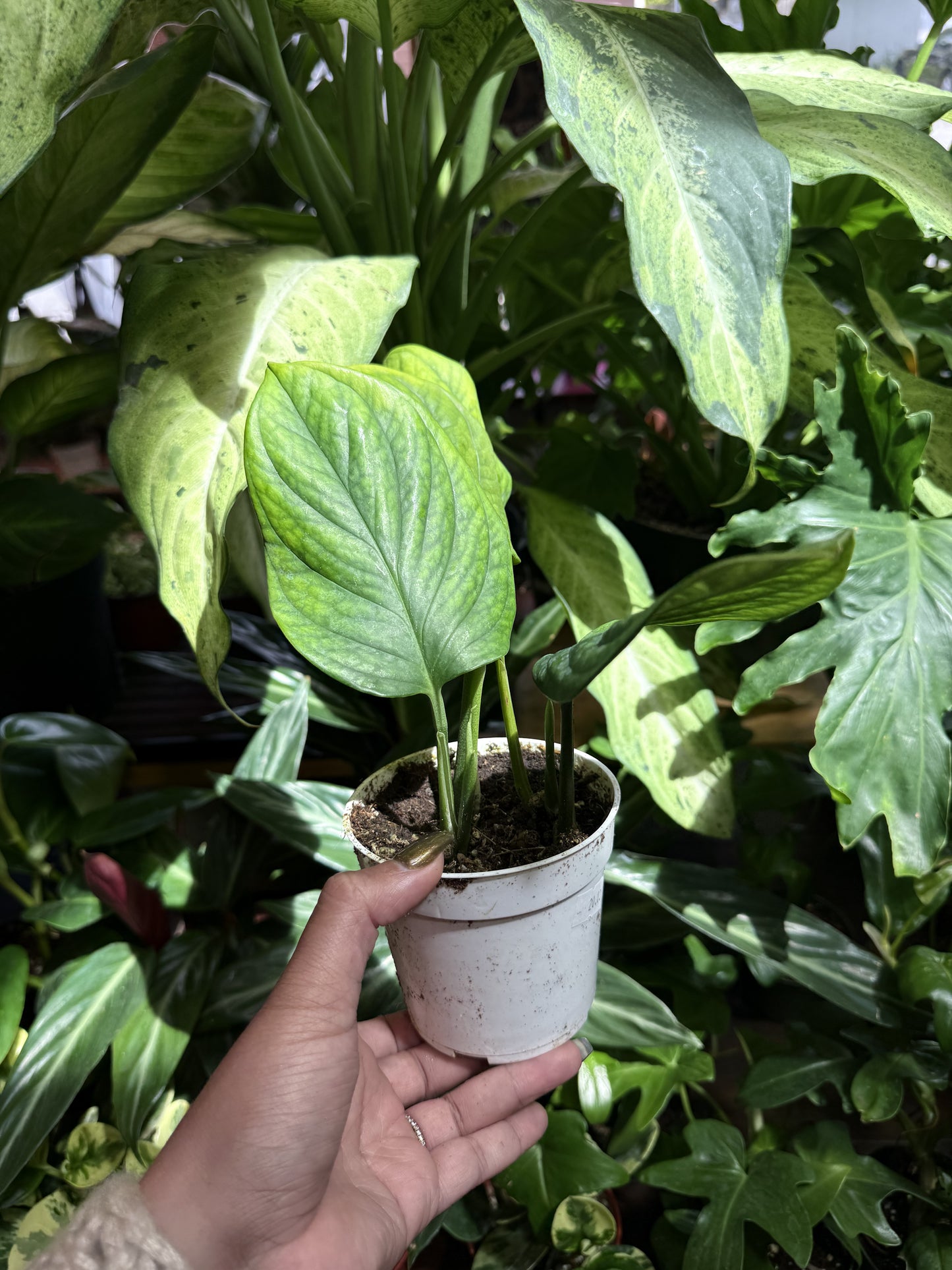 Monstera ‘Peru’