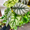 Alocasia ‘Silver Dragon’