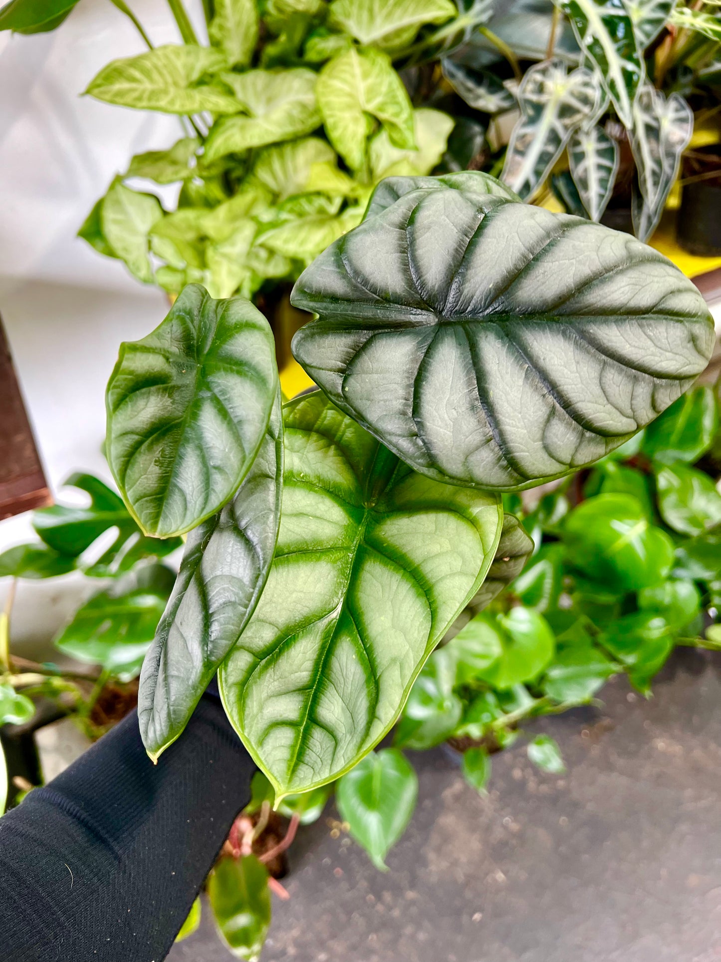 Alocasia ‘Silver Dragon’