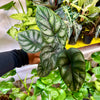Alocasia 'Dragon Scale'