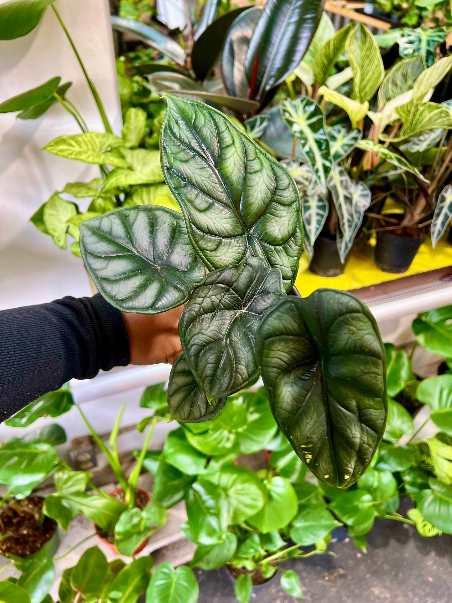 Alocasia 'Dragon Scale'