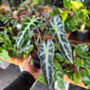 Alocasia Amazonica 'Bambino'