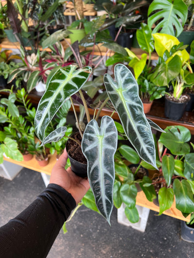 Alocasia Amazonica 'Bambino'
