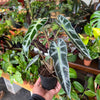 Alocasia Amazonica 'Bambino'