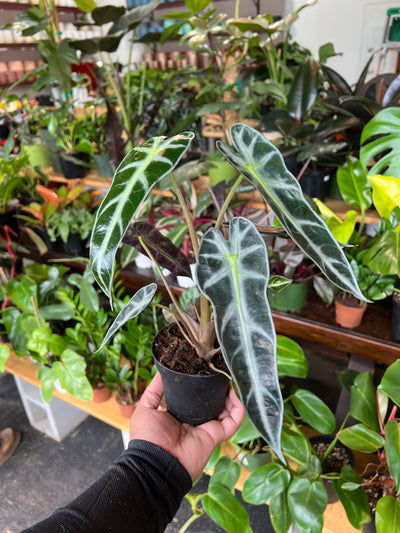 Alocasia Amazonica 'Bambino'