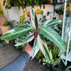 Stromanthe 'Triostar'