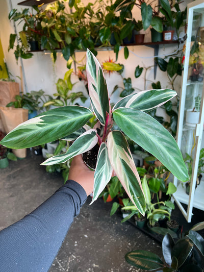 Stromanthe 'Triostar'