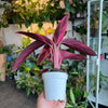 Stromanthe 'Triostar'