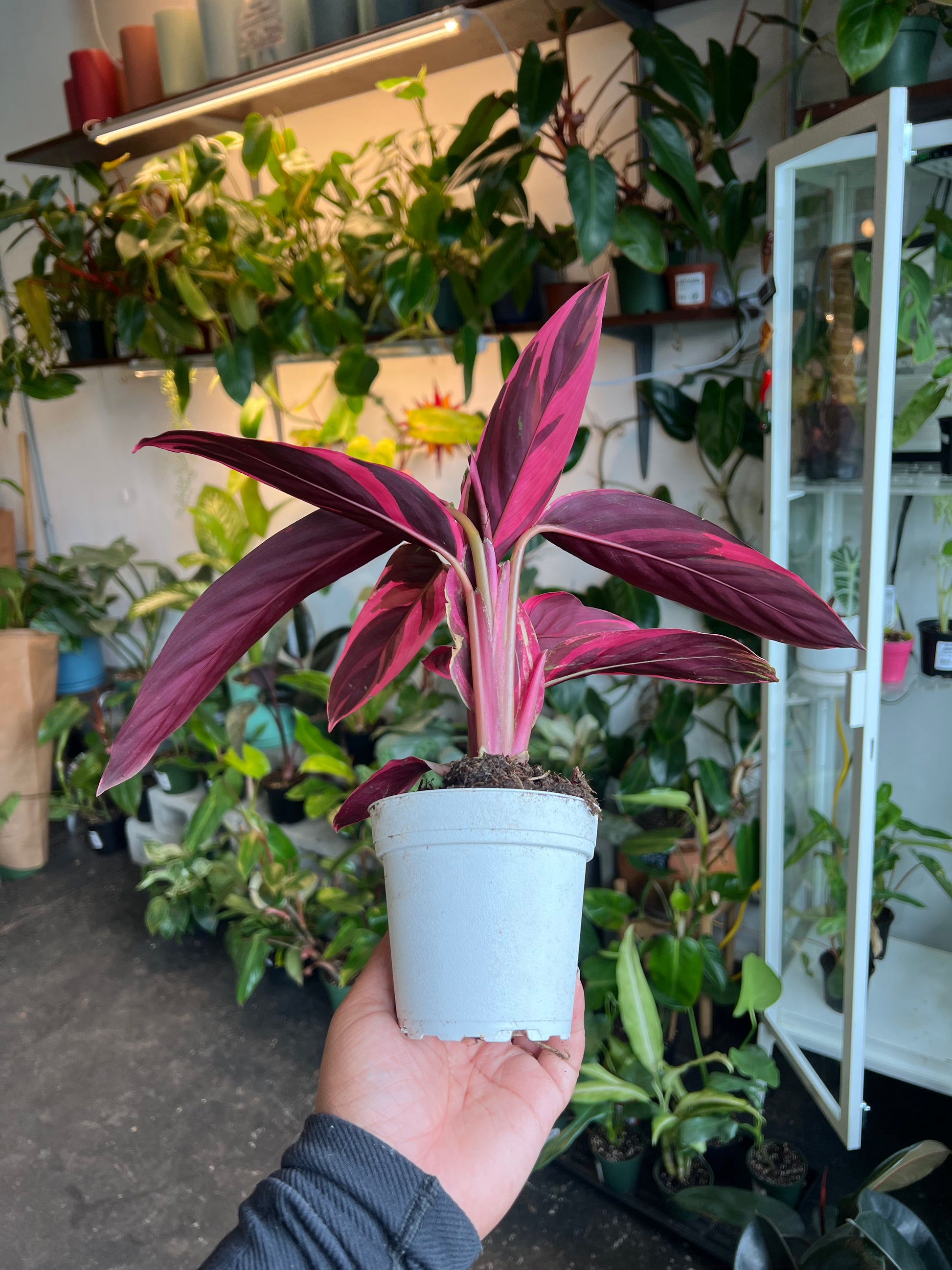 Stromanthe 'Triostar'