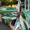 Stromanthe 'Triostar'
