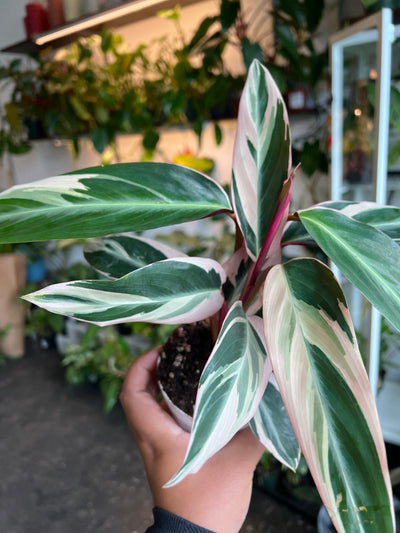 Stromanthe 'Triostar'