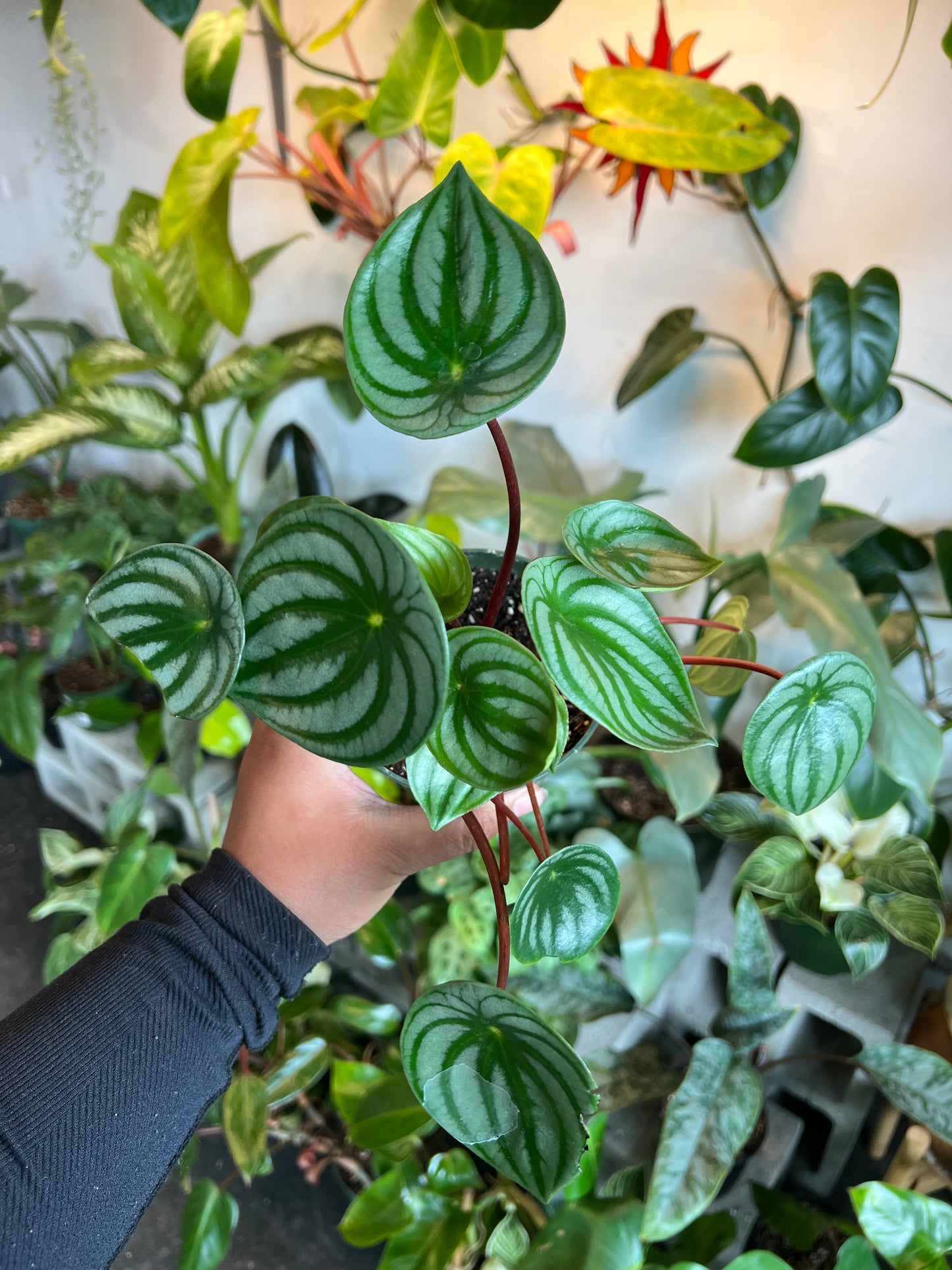 Peperomia Watermelon