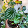 Peperomia Watermelon