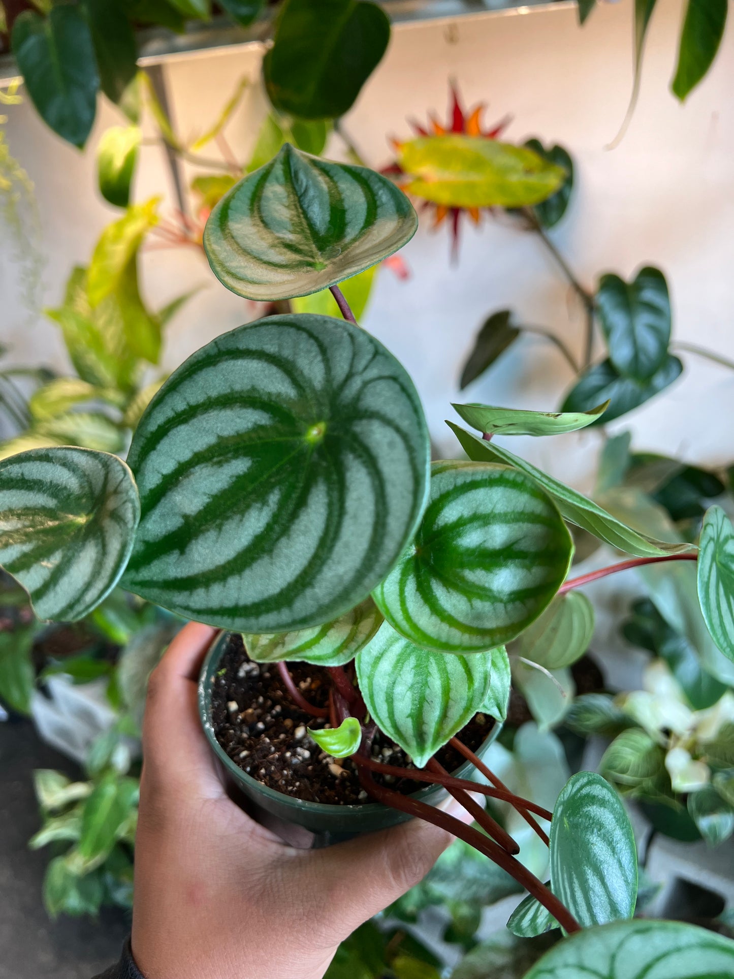 Peperomia Watermelon