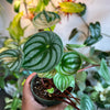 Peperomia Watermelon