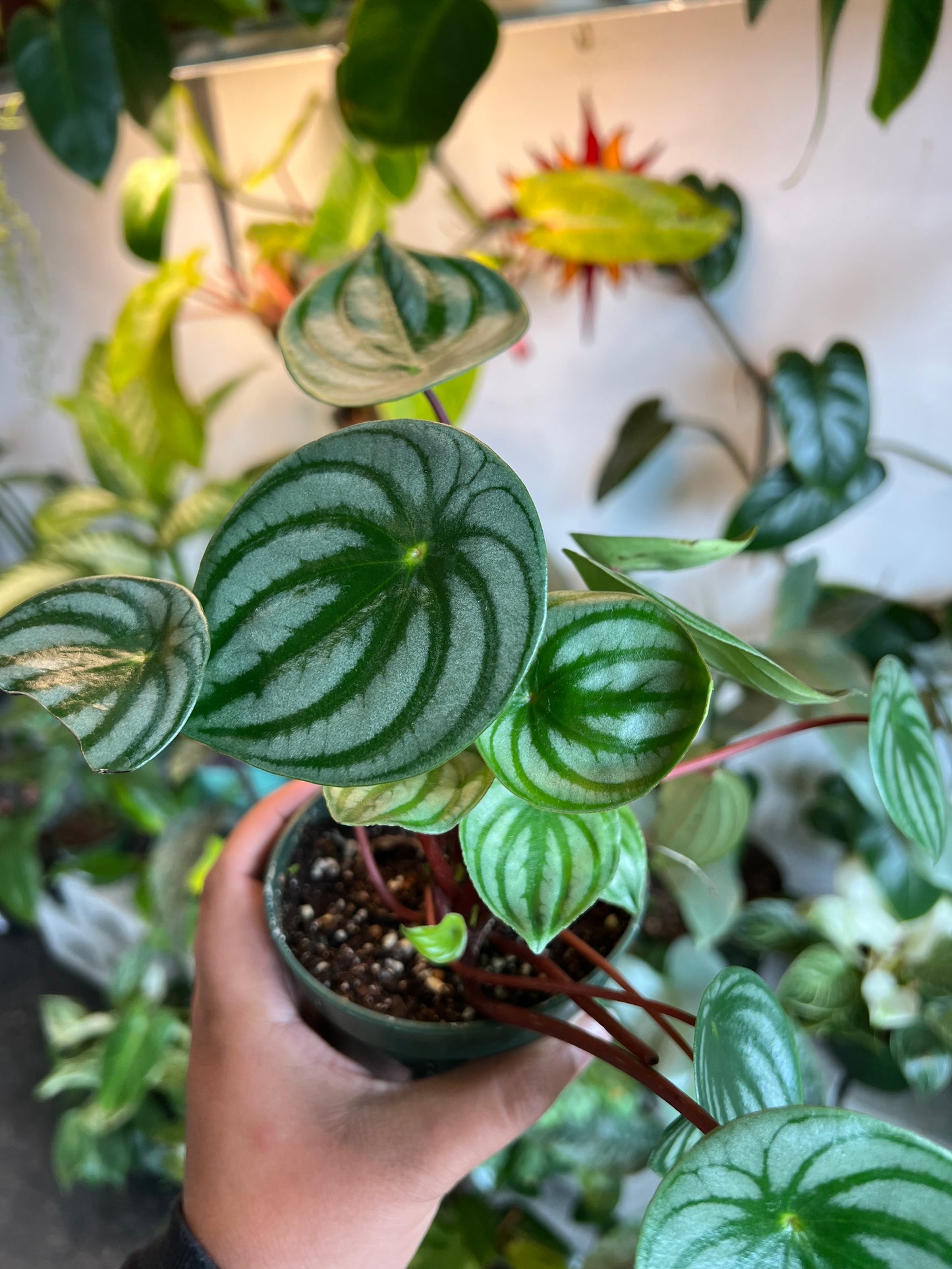 Peperomia Watermelon