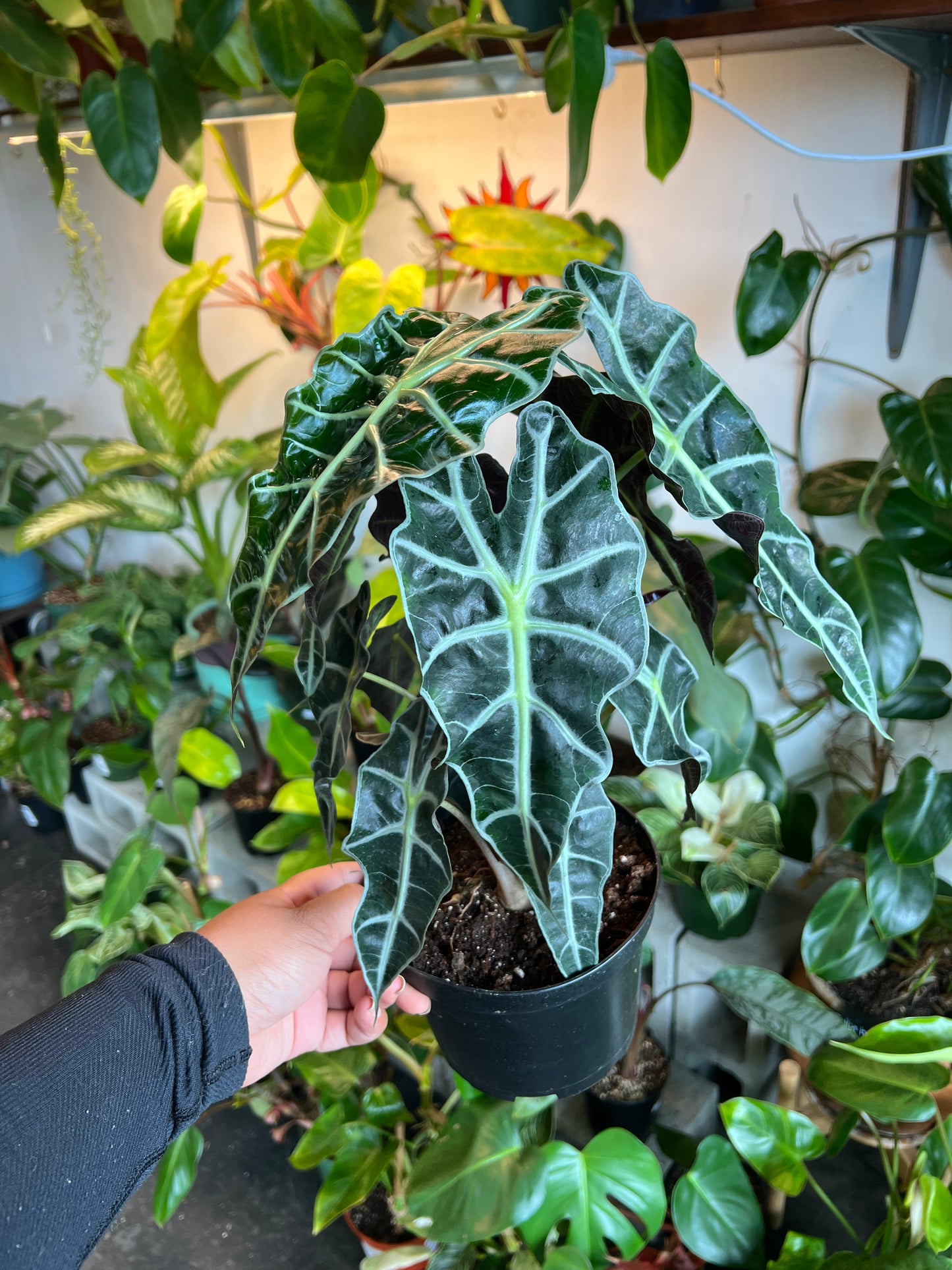 Alocasia Polly 'African Mask'