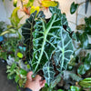 Alocasia Polly 'African Mask'