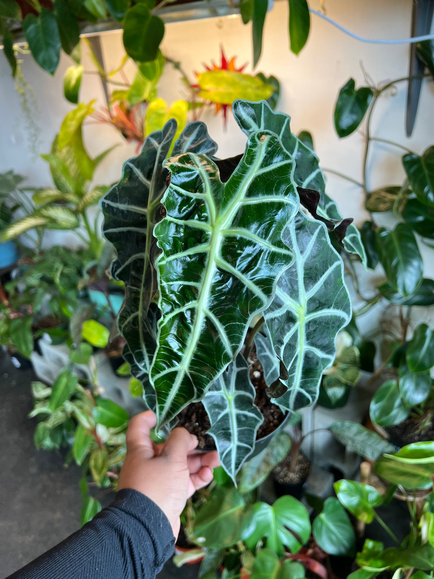 Alocasia Polly 'African Mask'