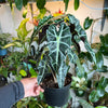 Alocasia Polly 'African Mask'