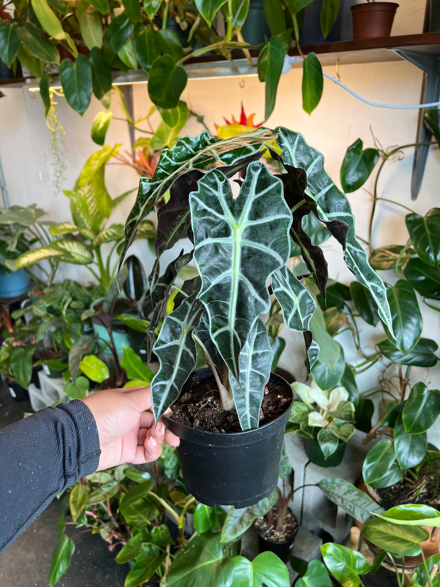 Alocasia Polly 'African Mask'