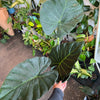 Alocasia 'Regal Shield'