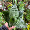 Sansevieria 'Hahnii'
