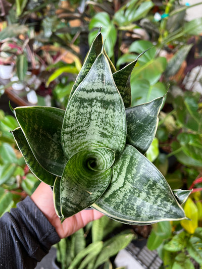 Sansevieria 'Hahnii'