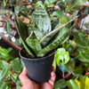 Sansevieria 'Hahnii'