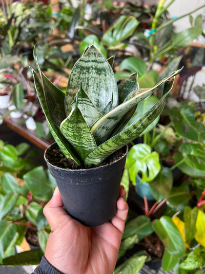 Sansevieria 'Hahnii'