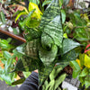 Sansevieria 'Hahnii'